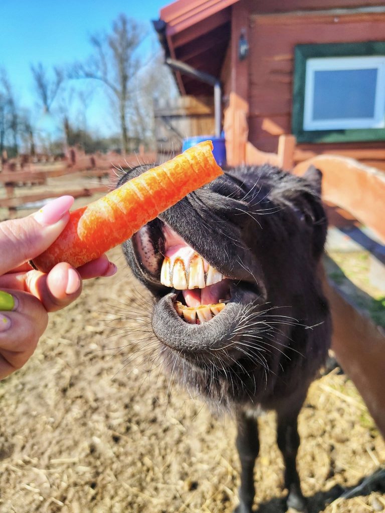osiołek agroturystyka łódź